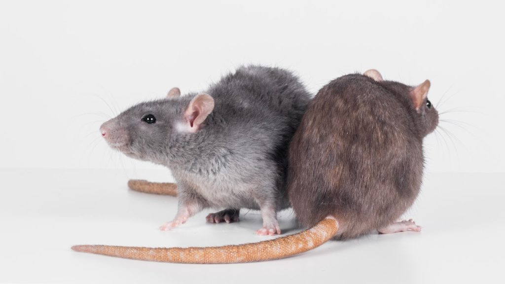 Why Does My Pet Rat Lick Me? My Family Home